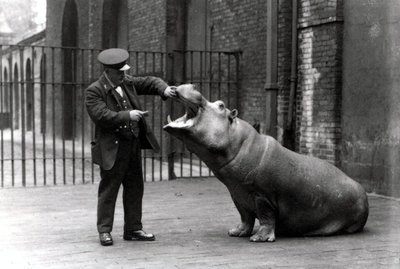 A keeper, Ernie Bowman, and Bobbie the hippopotamus at London Zoo, 1923 by Frederick William Bond